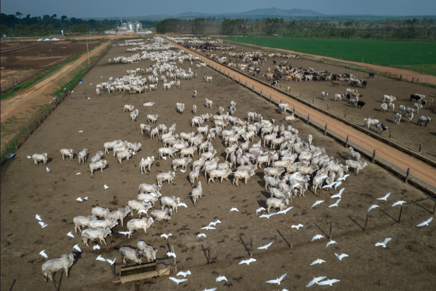 Animal agriculture deforestation